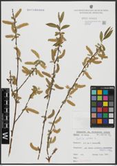 Foto von Salix alba L.